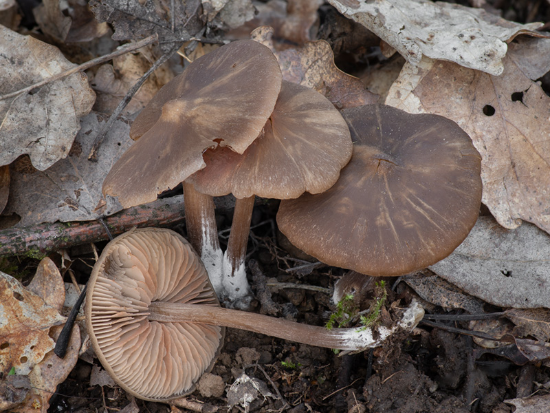 Entoloma vernum